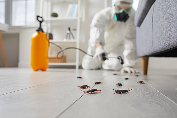 Commercial Kitchen Cockroach Control in Exeter
